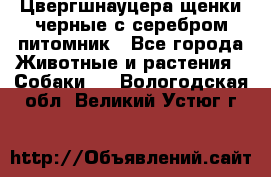 Цвергшнауцера щенки черные с серебром питомник - Все города Животные и растения » Собаки   . Вологодская обл.,Великий Устюг г.